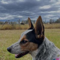Photo of Tilly