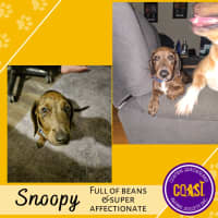 Photo of Snoopy