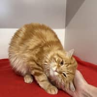 Photo of Armani Bulleau