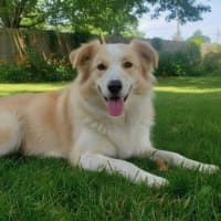 Photo of Mochi