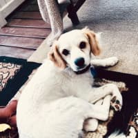 Photo of Boomer   1 Year Old Cavalier X