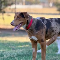 Photo of Ember