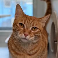 Photo of Pumpkin