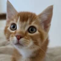 Photo of Peanut