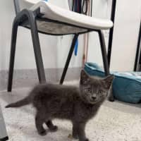 Photo of Pebbles