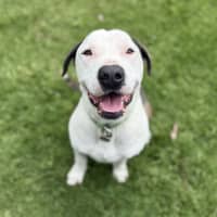 Photo of Louie