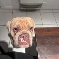 Photo of Lloyd   2 Year Old Aussie Bulldog X