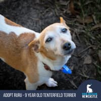Photo of Ru Ru   9 Year Old Tenterfield Terrier