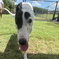 Photo of Patch