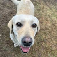 Photo of Honey