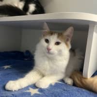 Photo of Guinness