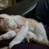 Photo of 🧡 Cinnamon 🤍