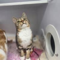 Photo of Mew
