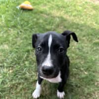 Photo of Murphy 