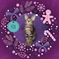 Photo of Fox