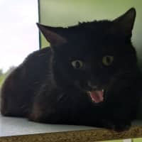 Photo of The Midnight Servant