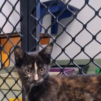 Photo of Plum