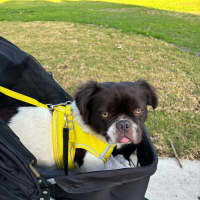 Photo of Gizmo
