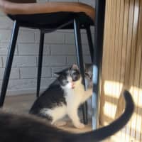 Photo of Oreo