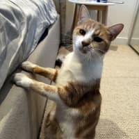 Photo of Nala & Bowie