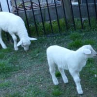 Photo of Buddy & Snow