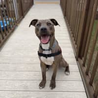 Photo of Bazzle