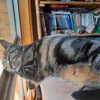 Photo of Bazilina