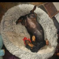 Photo of Rosie Roo Roo 