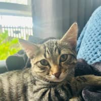 Photo of Fudge Brownie