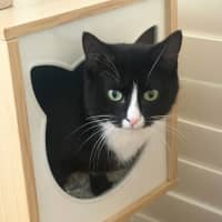 Photo of Maggie *9 Lives Project Rescue*