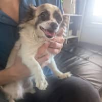 Photo of Meeka And Nugget