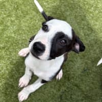 Photo of D1277 Penny