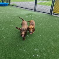 Photo of Sophia Imp 2568