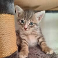 Photo of Rambo