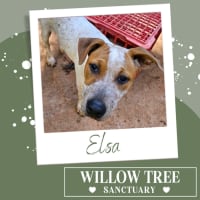 Photo of Elsa