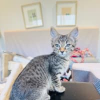 Photo of Chiquita