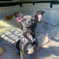 Photo of Milo