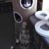 Photo of Clover