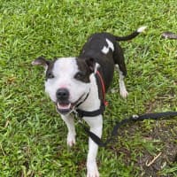 Photo of Fifi