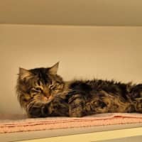 Photo of Pickles