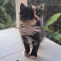 Photo of Violet (K56)