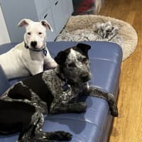 Photo of Maverick   9 Month Old Cattle Dog X (Trial)