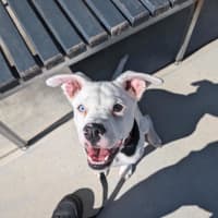 Photo of Dapple