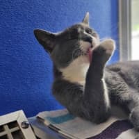 Photo of Purrsephone