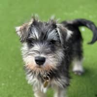 Photo of Tizzee