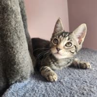 Photo of Emerald  On Display At Vets On Parker, Templestowe