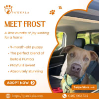 Photo of Frost