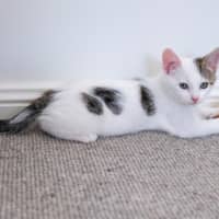 Photo of Apollo