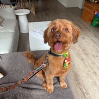 Photo of Oliver