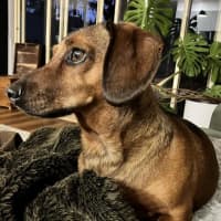 Photo of Frankie Silvanus